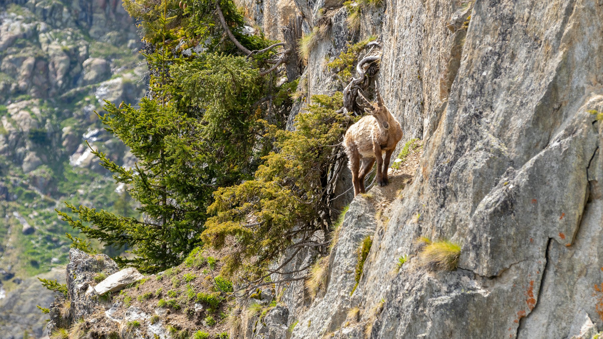 An Alpine ibex standing on a narrow ledge of a steep rock face